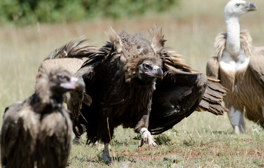Vautour moine,Aegypius monachus, Cinereous Vulture, Vautour fauve,Gyps fulvus, Griffon Vulture, Parc naturel régional des grands causses 48, Lozere, France