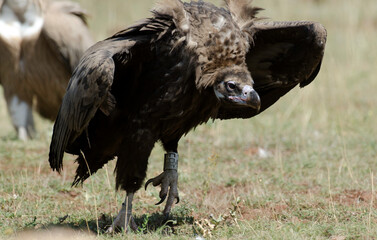 Vautour moine,
Aegypius monachus, Cinereous Vulture, Parc naturel régional des grands causses 48, Lozere, France