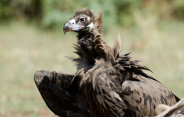 Vautour moine,
Aegypius monachus, Cinereous Vulture, Parc naturel régional des grands causses 48,...