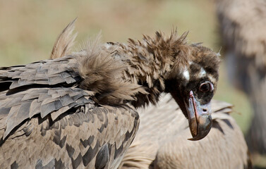 Vautour moine,Aegypius monachus, Cinereous Vulture, Parc naturel régional des grands causses 48, Lozere, France