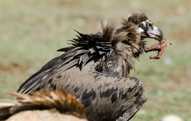 Vautour moine,Aegypius monachus, Cinereous Vulture, Parc naturel régional des grands causses 48, Lozere, France