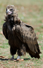Vautour moine,Aegypius monachus, Cinereous Vulture, Parc naturel régional des grands causses 48, Lozere, France