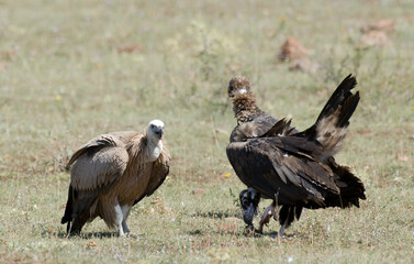 Vautour moine,Aegypius monachus, Cinereous Vulture, Vautour fauve,Gyps fulvus, Griffon Vulture, Parc naturel régional des grands causses 48, Lozere, France