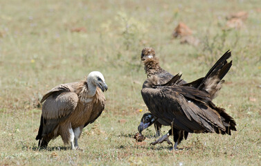 Vautour moine,Aegypius monachus, Cinereous Vulture, Vautour fauve,Gyps fulvus, Griffon Vulture, Parc naturel régional des grands causses 48, Lozere, France