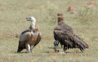 Vautour moine,Aegypius monachus, Cinereous Vulture, Vautour fauve,Gyps fulvus, Griffon Vulture, Parc naturel régional des grands causses 48, Lozere, France
