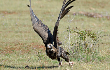 Vautour moine,Aegypius monachus, Cinereous Vulture, Parc naturel régional des grands causses 48, Lozere, France