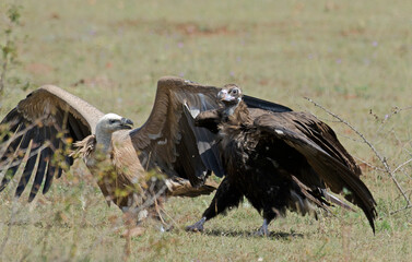 Vautour moine,Aegypius monachus, Cinereous Vulture, Vautour fauve,Gyps fulvus, Griffon Vulture, Parc naturel régional des grands causses 48, Lozere, France