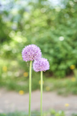Purple allium flowers blooming in a lush green garden setting during a sunny day.