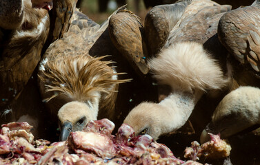 Vautour fauve,Gyps fulvus, Griffon Vulture, Parc naturel régional des grands causses 48, Lozere, France