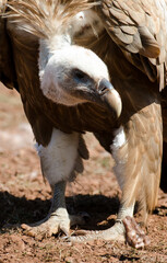 Vautour fauve,Gyps fulvus, Griffon Vulture, Parc naturel régional des grands causses 48, Lozere, France