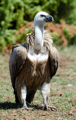 Vautour fauve,Gyps fulvus, Griffon Vulture, Parc naturel régional des grands causses 48, Lozere, France