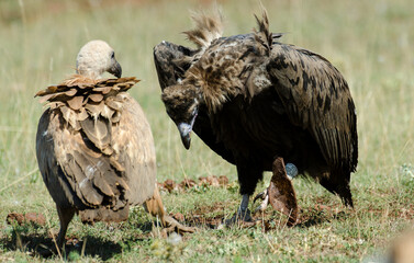 Vautour moine,Aegypius monachus, Cinereous Vulture, Vautour fauve,Gyps fulvus, Griffon Vulture, Parc naturel régional des grands causses 48, Lozere, France