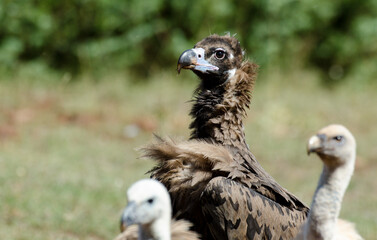 Vautour moine,Aegypius monachus, Cinereous Vulture, Vautour fauve,Gyps fulvus, Griffon Vulture, Parc naturel régional des grands causses 48, Lozere, France