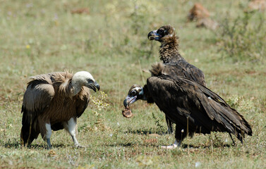 Vautour moine,Aegypius monachus, Cinereous Vulture, Vautour fauve,Gyps fulvus, Griffon Vulture, Parc naturel régional des grands causses 48, Lozere, France