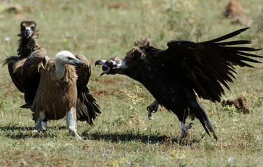Vautour moine,Aegypius monachus, Cinereous Vulture, Vautour fauve,Gyps fulvus, Griffon Vulture, Parc naturel régional des grands causses 48, Lozere, France