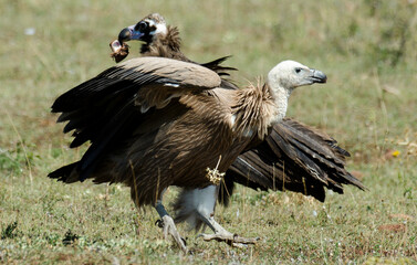 Vautour moine,Aegypius monachus, Cinereous Vulture, Vautour fauve,Gyps fulvus, Griffon Vulture, Parc naturel régional des grands causses 48, Lozere, France
