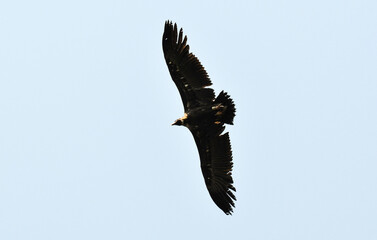 Vautour moine,Aegypius monachus, Cinereous Vulture, Parc naturel régional des grands causses 48, Lozere, France