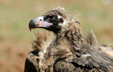 Vautour moine,Aegypius monachus, Cinereous Vulture, Parc naturel régional des grands causses 48, Lozere, France