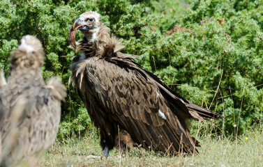 Vautour moine,Aegypius monachus, Cinereous Vulture, Vautour fauve,Gyps fulvus, Griffon Vulture, Parc naturel régional des grands causses 48, Lozere, France