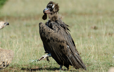 Vautour moine,Aegypius monachus, Cinereous Vulture, Parc naturel régional des grands causses 48, Lozere, France
