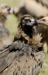 Vautour moine,Aegypius monachus, Cinereous Vulture, Parc naturel régional des grands causses 48, Lozere, France