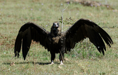 Vautour moine,Aegypius monachus, Cinereous Vulture, Parc naturel régional des grands causses 48, Lozere, France