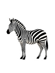 Fototapeta premium wallows zebra vector illustration isolated on white