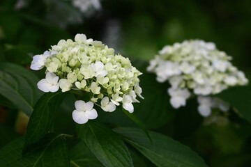 Hydrangea macrophylla, called Suguk in Korea, is a deciduous shrub with big leaves and vibrant...