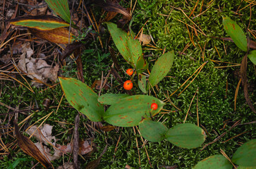 Orange and red lily of the valley berries in Masovian forest near Wolomin, Poland