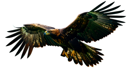 águila real (Aquila chrysaetos) en primer plano, volando con las alas extendidas y mostrando su envergadura imponente. Se aprecian en detalle las plumas marrones oscuras con tonos dorados. PNG