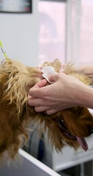 Veterinarian carefully cleans inside of english cocker spaniel's ears using cotton ball, ensuring hygiene and preventing infections. Vertical video