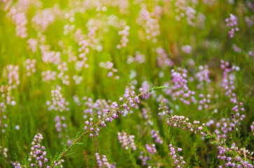 Blooming heather in Masovian forest at sunrise