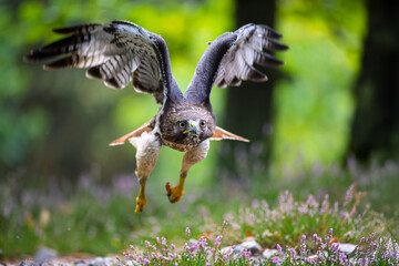 The red-tailed hawk flies through the forest between the trees, hunting