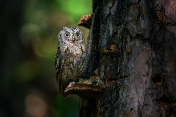 The Eurasian Scops Owl is sitting hidden on an old tree.

