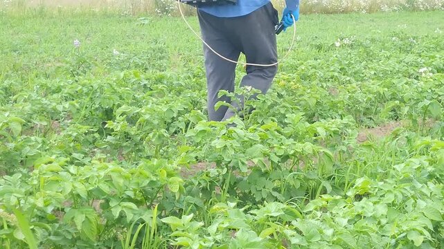 Treatment of potatoes against pests with a sprayer with systemic insecticides