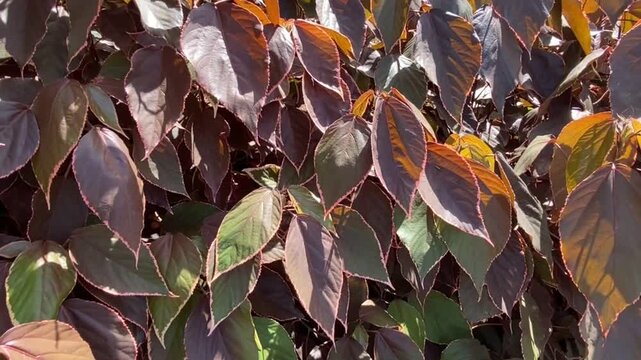 Acalypha wilkesiana (Copper Leaf,Jacob's Coat) close up in the garden of Tenerife,Canary Islands,Spain.
Floral background.Selective focus.