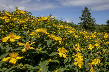 Obraz premium Garden in Le Mesnil en Ouche, Eure, France. St Johnâ€™s wort