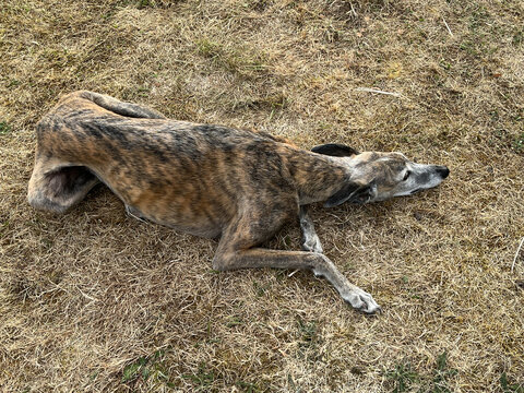 Lying greyhound in Le Mesnil en Ouche, Eure, France
