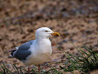 Seagull standing near grass in a natural setting. Its bright beak and clean feathers make it ideal for wildlife-themed prints and educational materials.