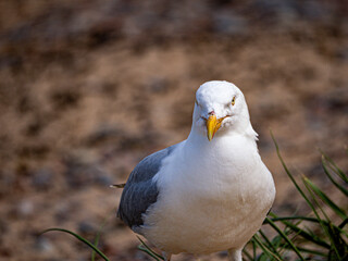 Front-facing seagull on rocky terrain. The contrast between rugged rocks and smooth feathers adds depth, ideal for editorial or nature-focused visuals.