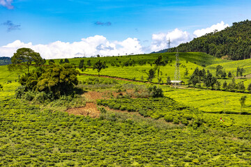 Obraz premium Tea estate in western province, Rwanda