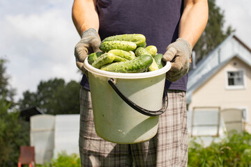 Cucumbers are lying in a white plastic bucket. A man is holding a bucket that is filled to the brim...