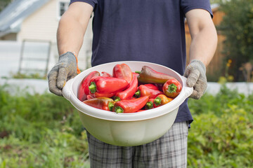 A man wearing gloves holds a bowl full of red peppers. There are a lot of red peppers in the bowl.