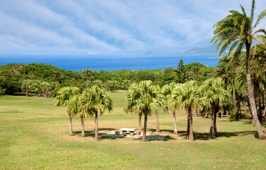 Palms lawn on the ocean beach