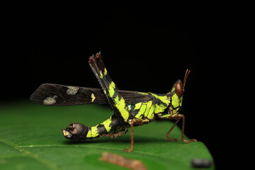A macro photograph of a grasshopper (Erianthus inhamatus), an insect from the order Orthoptera, with a striking green-and-black patterned body and distinct wing markings.