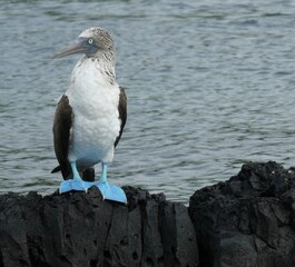 Blue footed booby