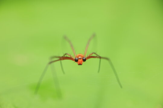 The Lyssomanes jumping spider is a predatory spider in the Salticidae family. It has a bright orange body, eight large eyes arranged in two rows, and long slender legs covered in fine hairs,