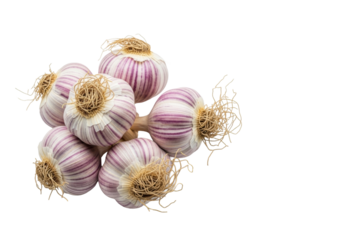 Small rustic unpeeled garlic bulbs with vibrant purple stripes and root tendrils, top-down view on a transparent background with copy space, soft natural light, healthy culinary concept