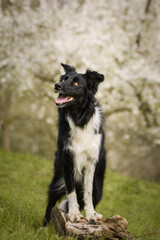 Fototapeta premium Spring portrait of dog in nature. He is so cute in the nature. He has so lovely face 
