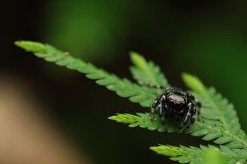 A detailed macro photograph of a jumping spider (Family Salticidae) perched on a green leaf. Known for its large forward-facing eyes that provide excellent vision,